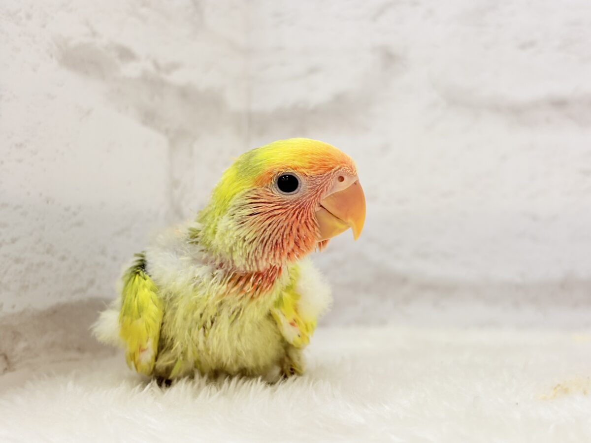 幸せ詰まった花束カラー🐣💐コザクラインコ(タイガーチェリー) ヒナ コザクラインコ(小桜インコ)