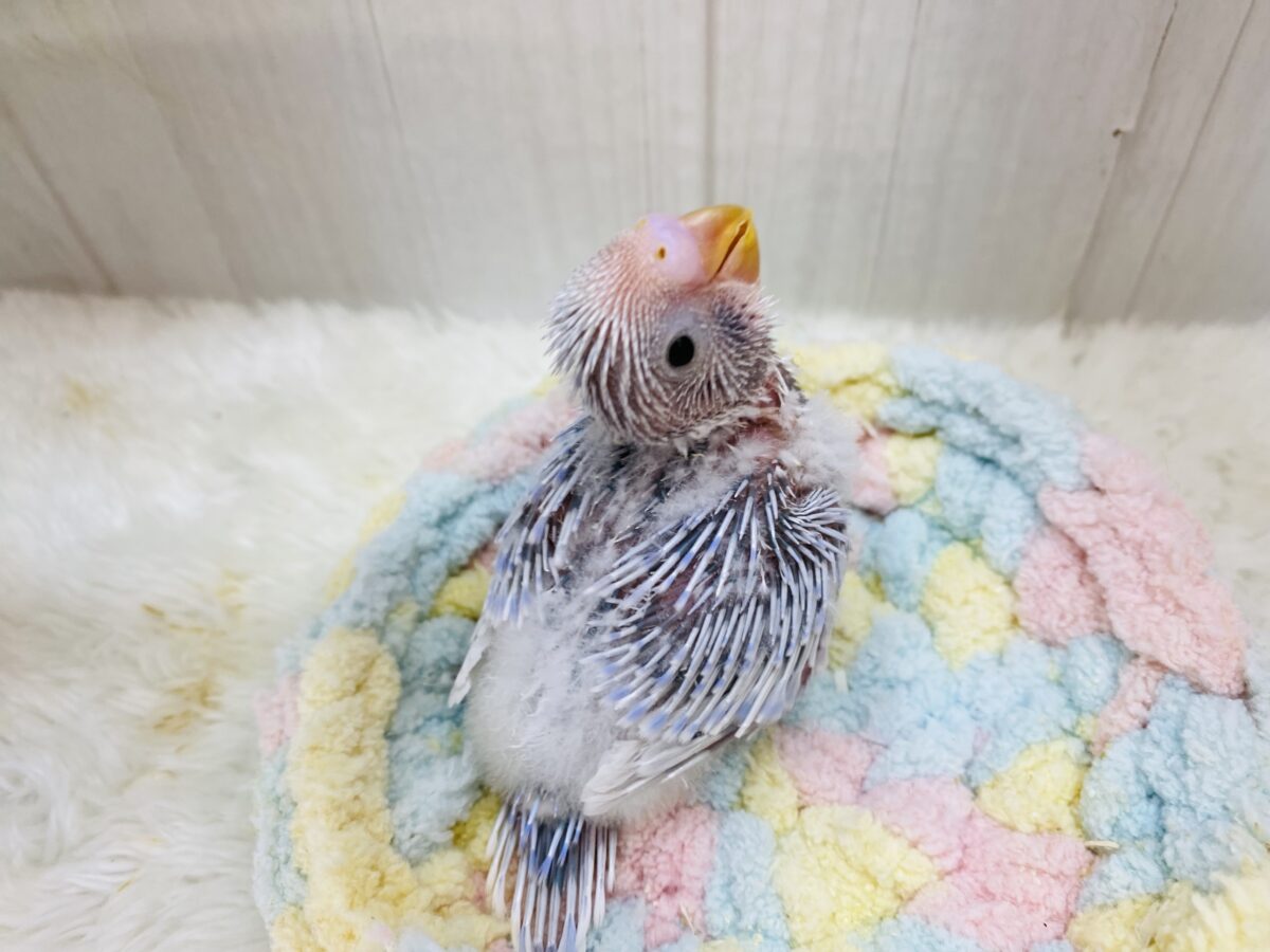 セキセイインコ
