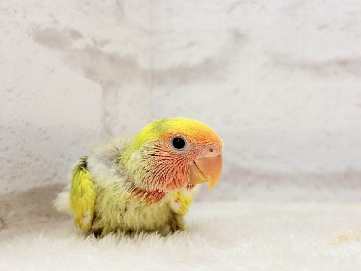 コザクラインコ（小桜インコ）