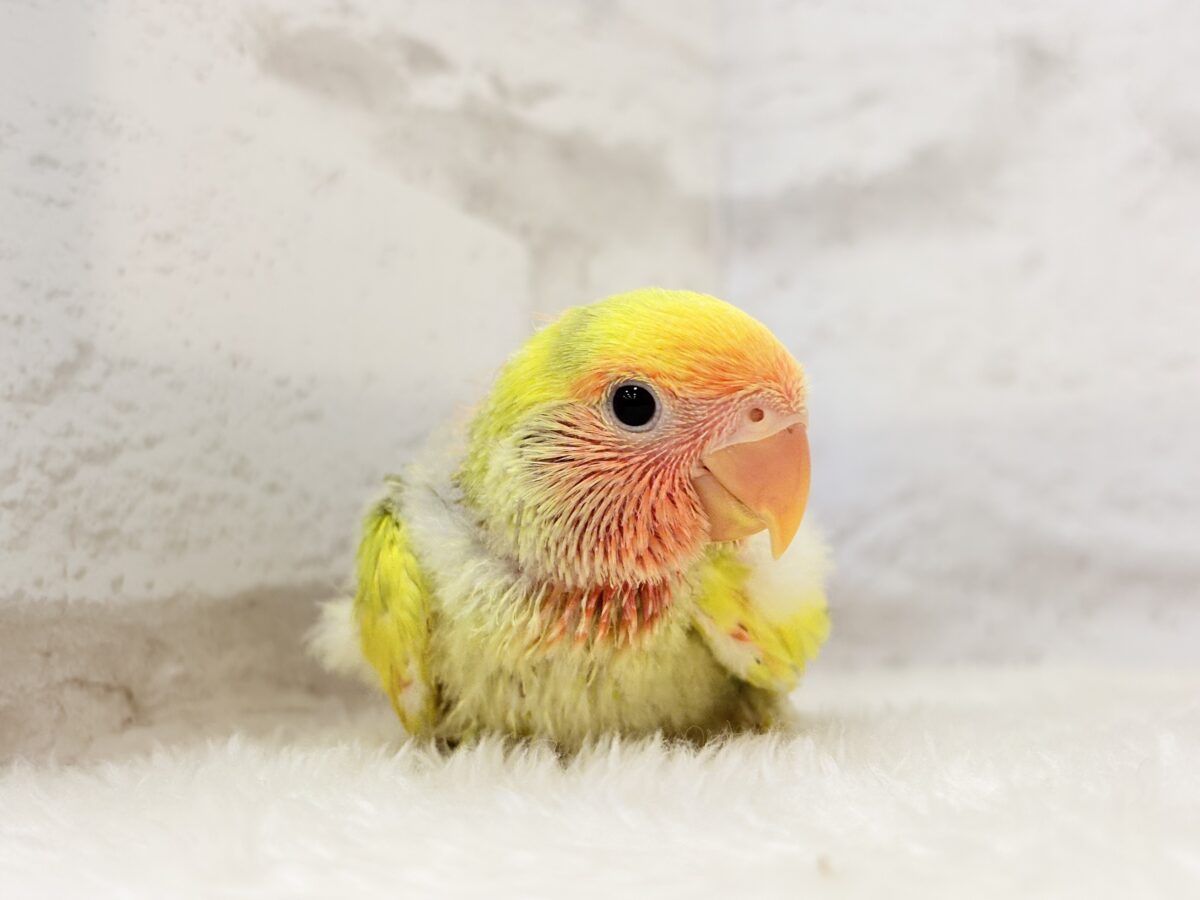 幸せ詰まった花束カラー🐣💐コザクラインコ(タイガーチェリー) ヒナ コザクラインコ(小桜インコ)