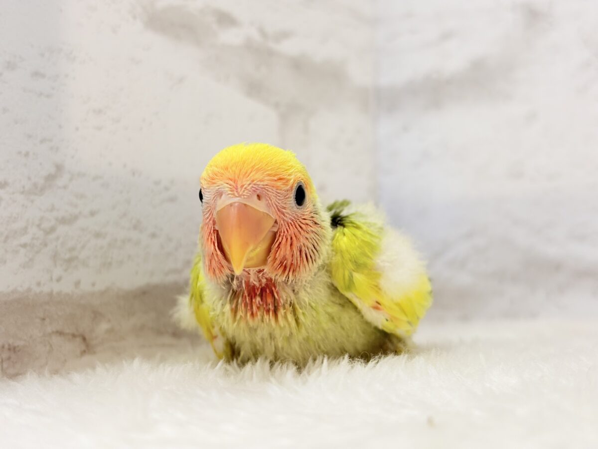 コザクラインコ（小桜インコ）