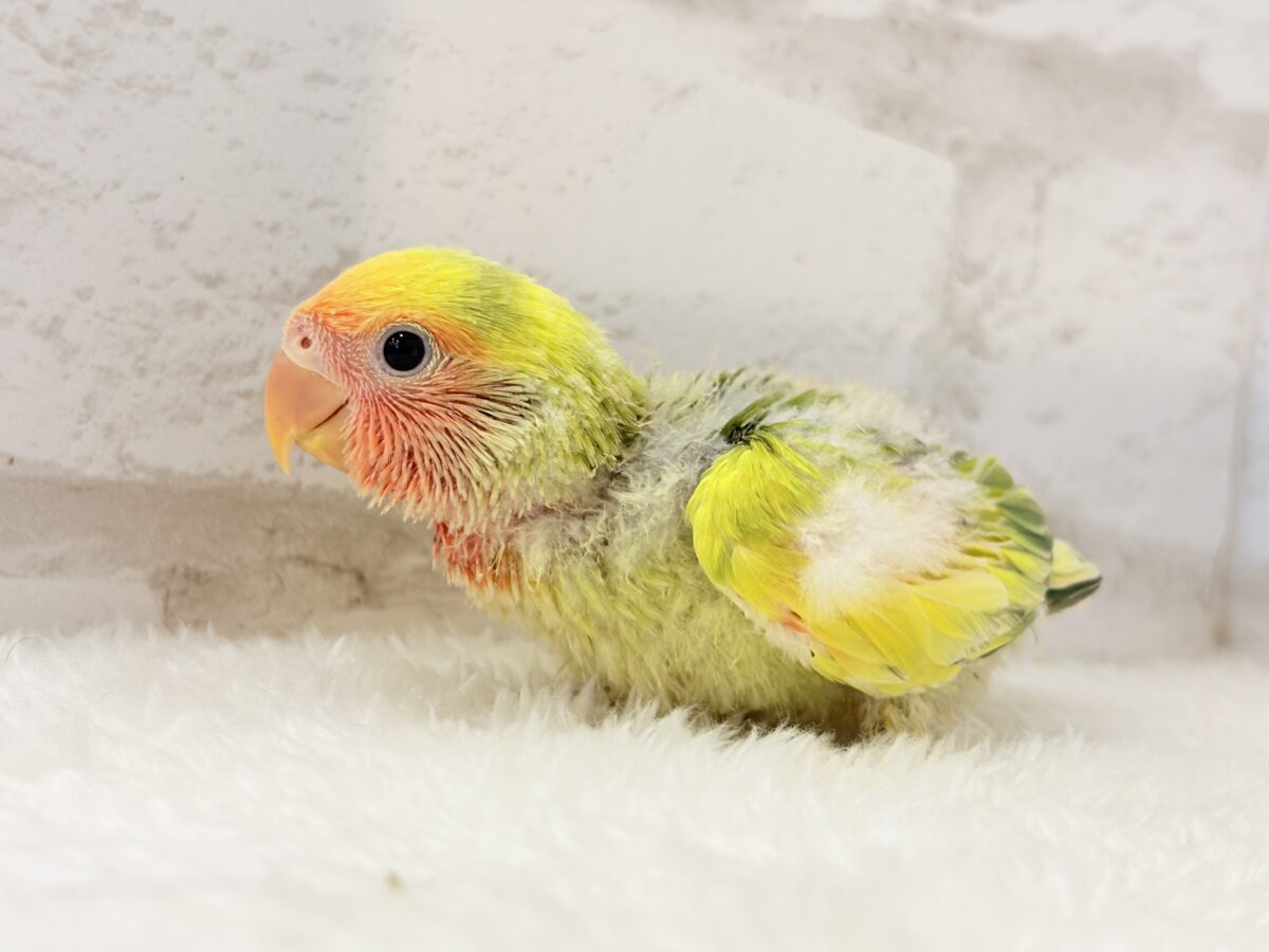 コザクラインコ（小桜インコ）