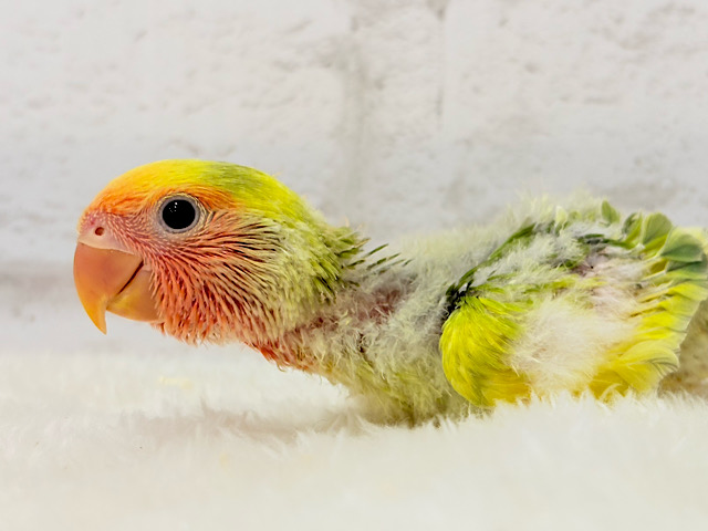 幸せ詰まった花束カラー🐣💐コザクラインコ(タイガーチェリー) ヒナ 幸せ詰まった花束カラー🐣💐コザクラインコ(タイガーチェリー) ヒナ