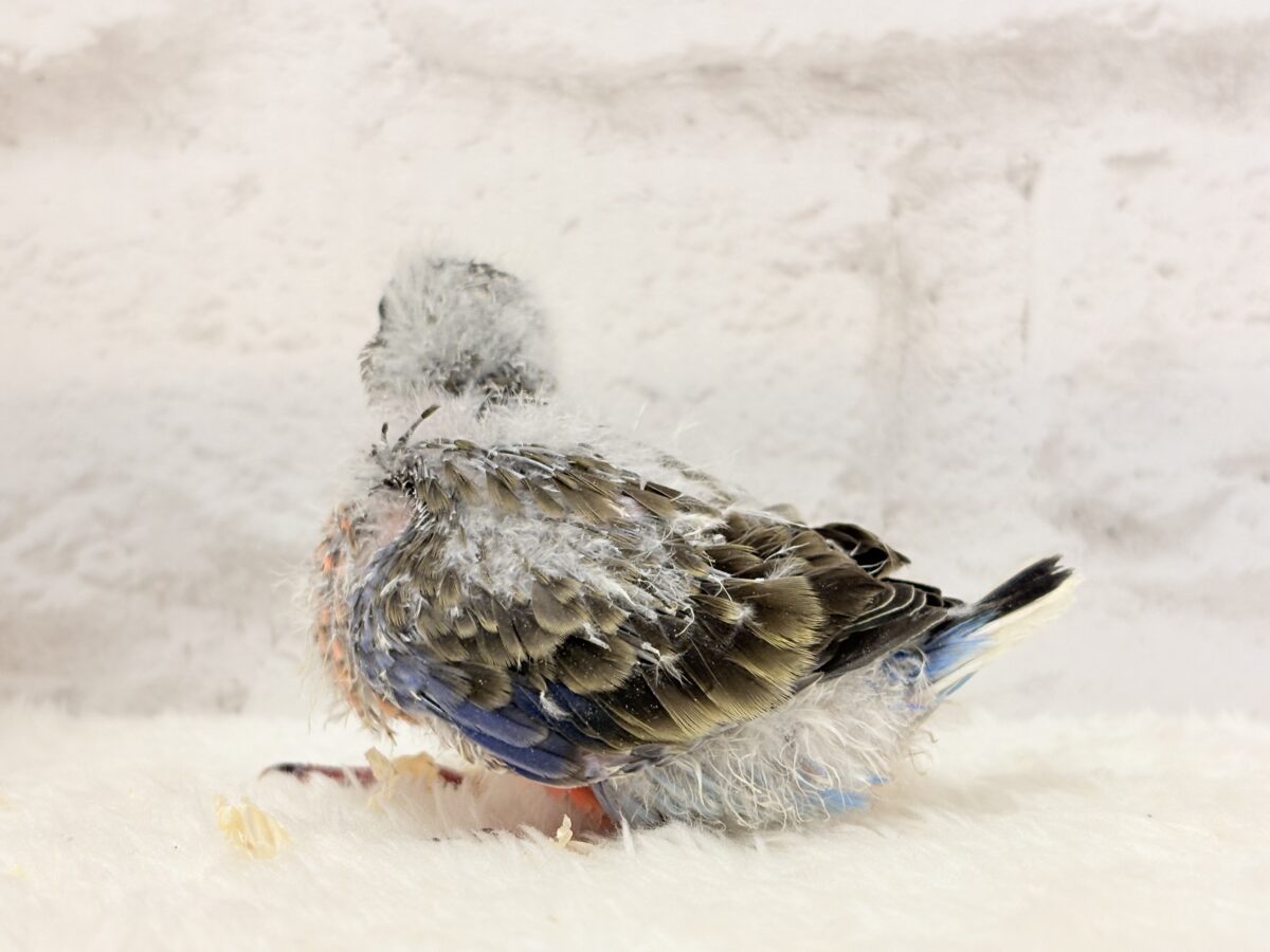 アキクサインコ（秋草インコ）