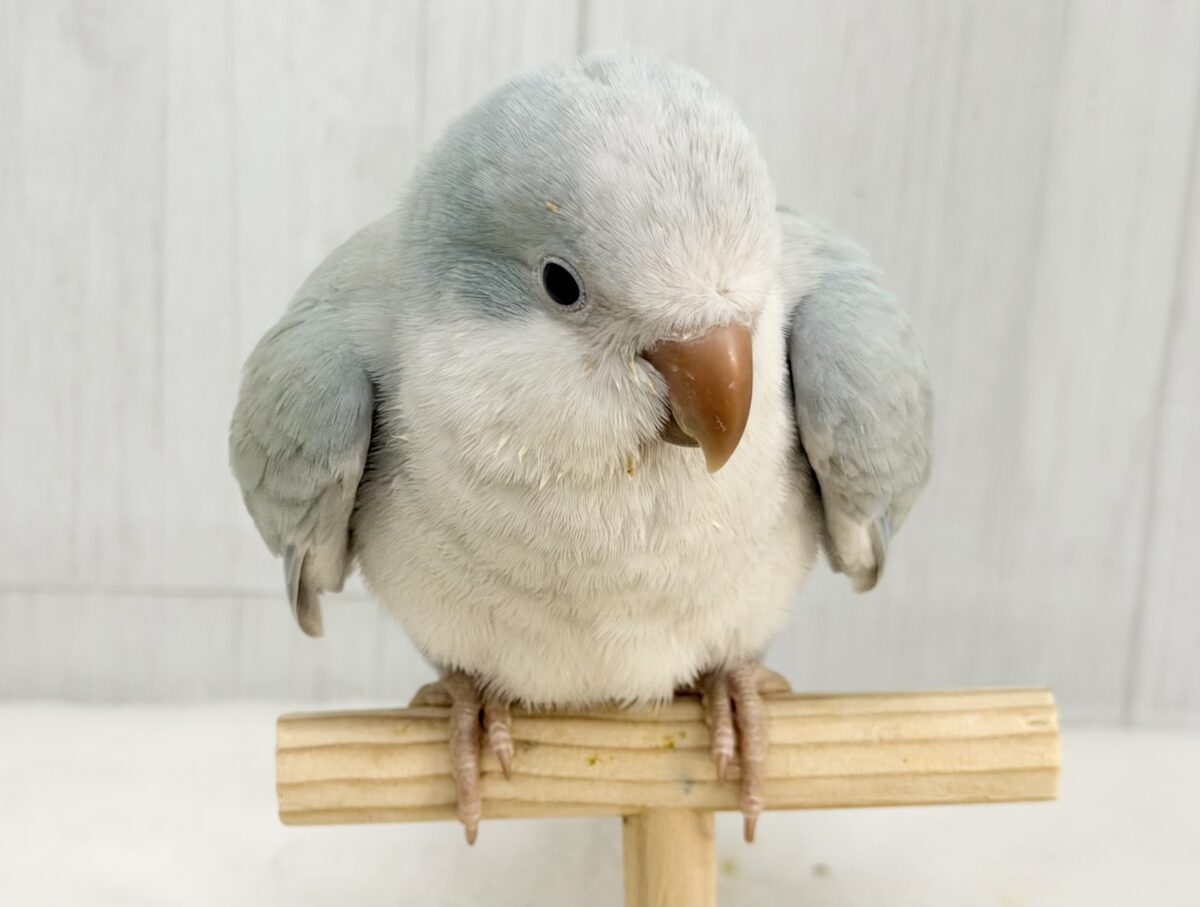 オキナインコ