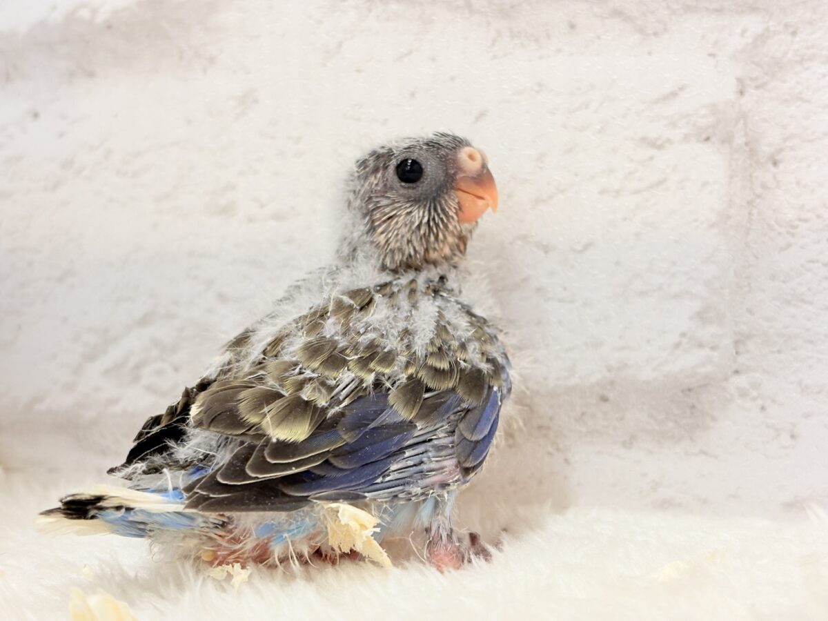 アキクサインコ（秋草インコ）