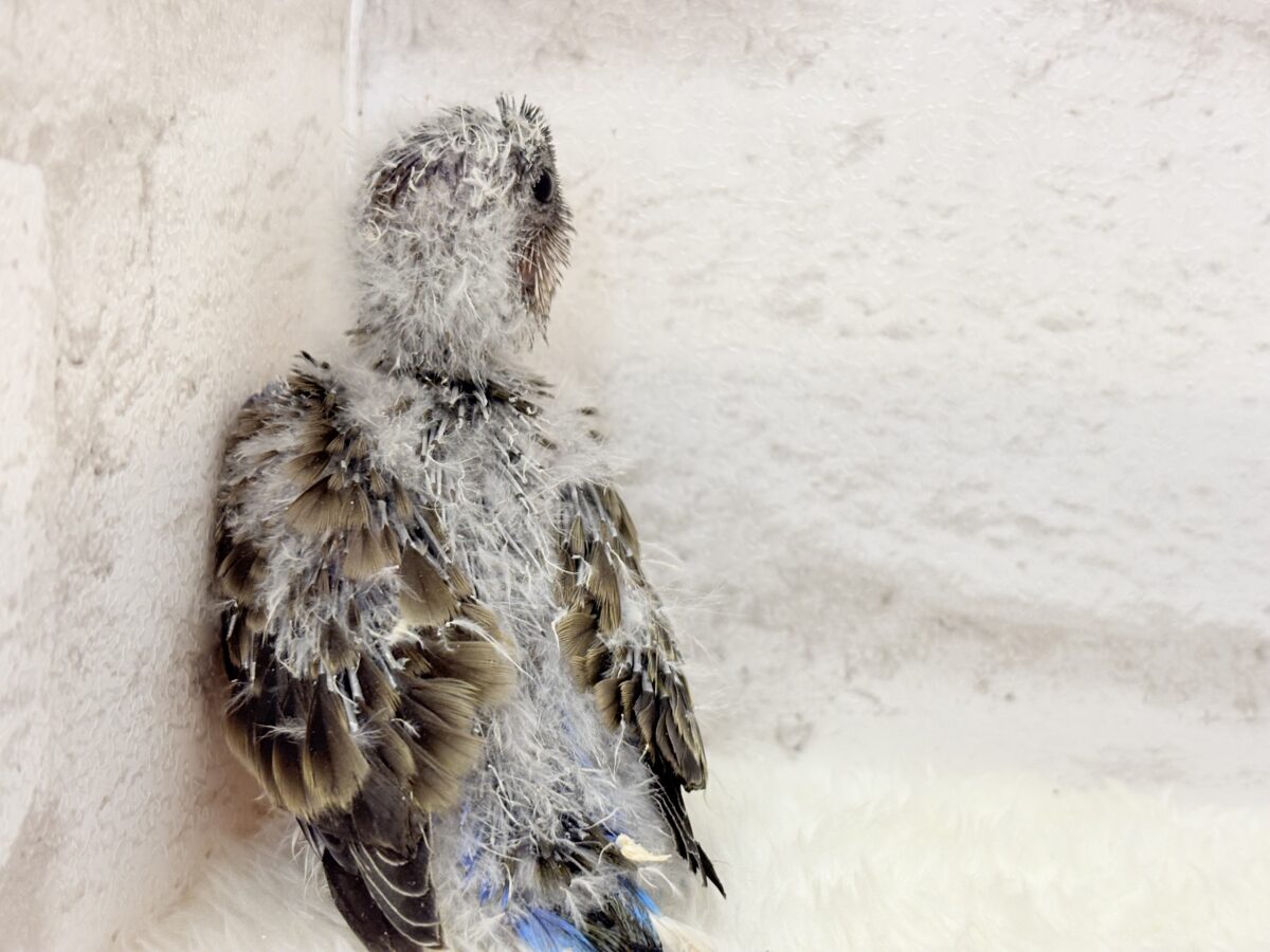 アキクサインコ（秋草インコ）