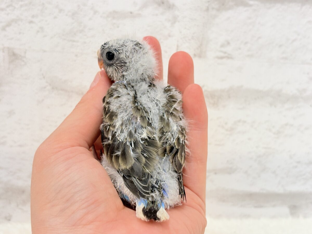 アキクサインコ（秋草インコ）