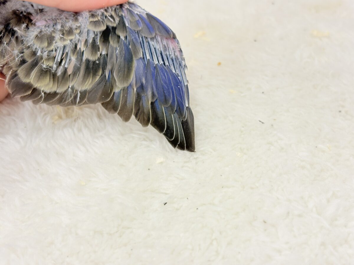 よーく見てね💖美しいのよ🐣✨アキクサインコ(ノーマル) ヒナ アキクサインコ(秋草インコ)