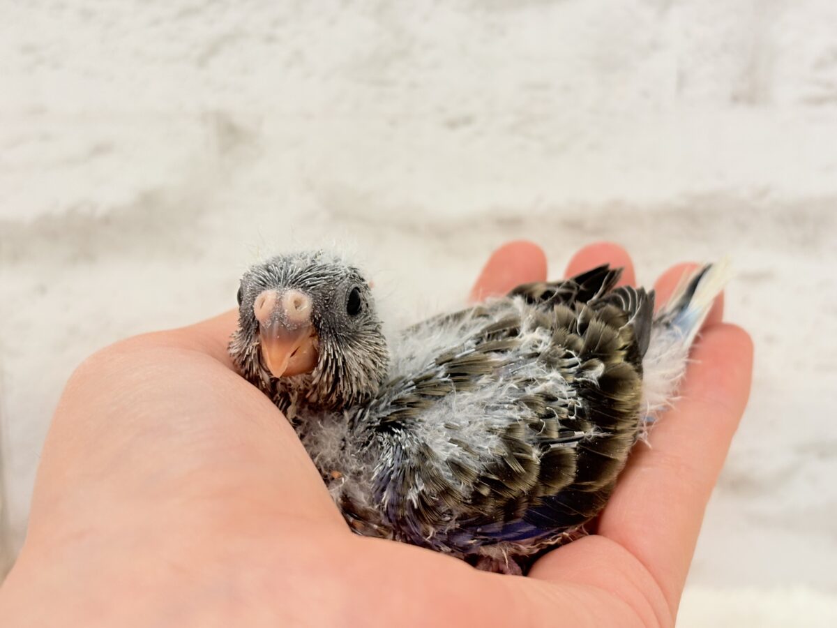 アキクサインコ（秋草インコ）