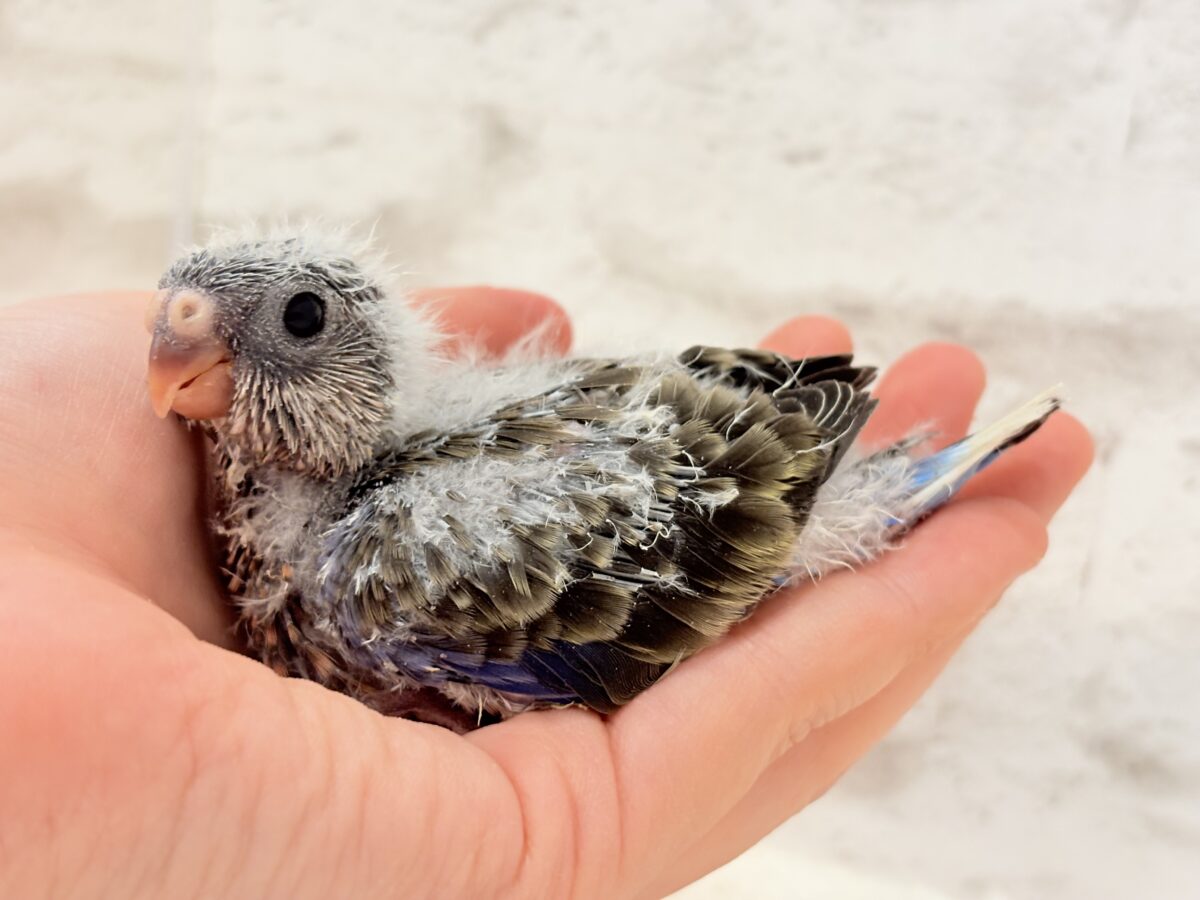 アキクサインコ（秋草インコ）