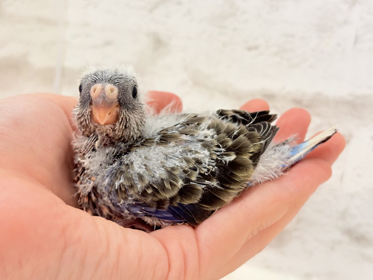 アキクサインコ（秋草インコ）
