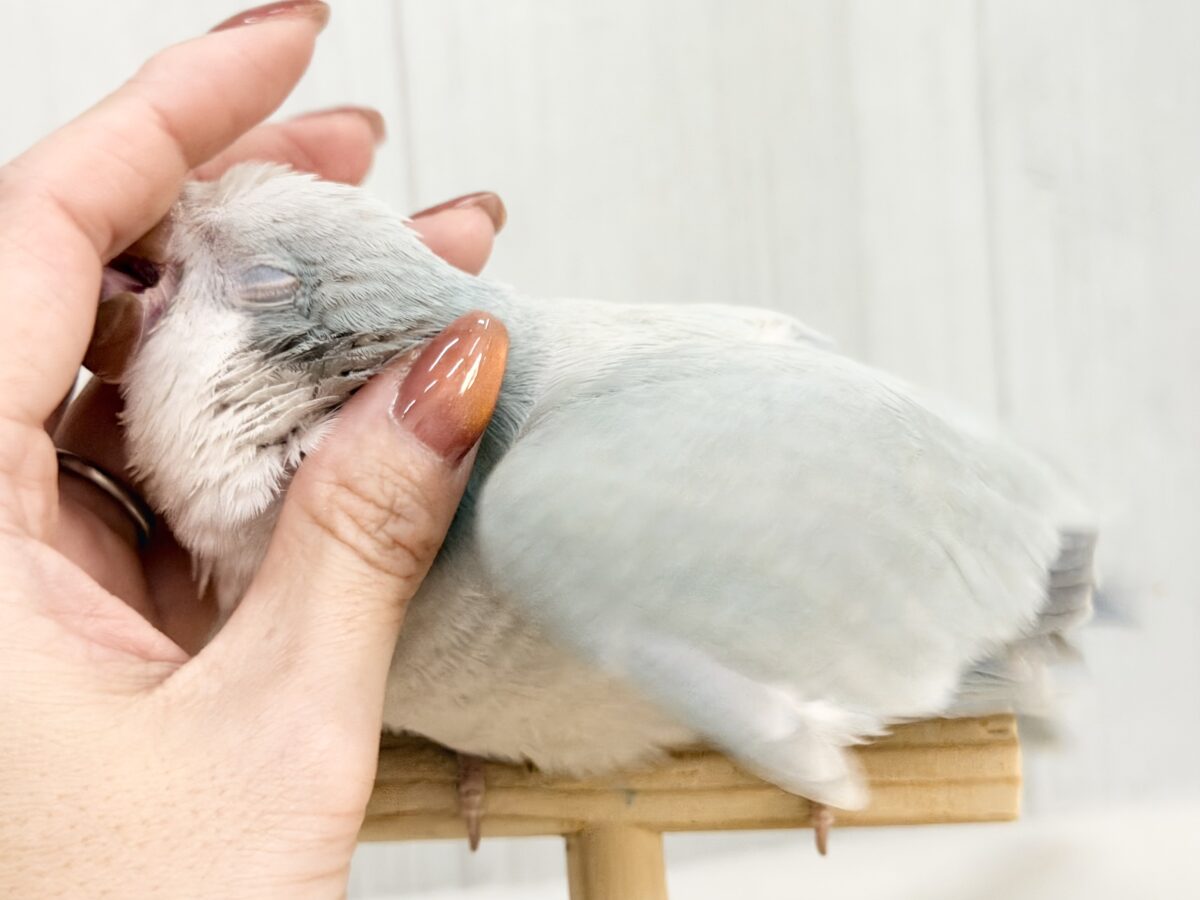 日に日に可愛さ増し増し増し🩷🩷オキナインコ(ブルーパリド)入荷しました❤️
