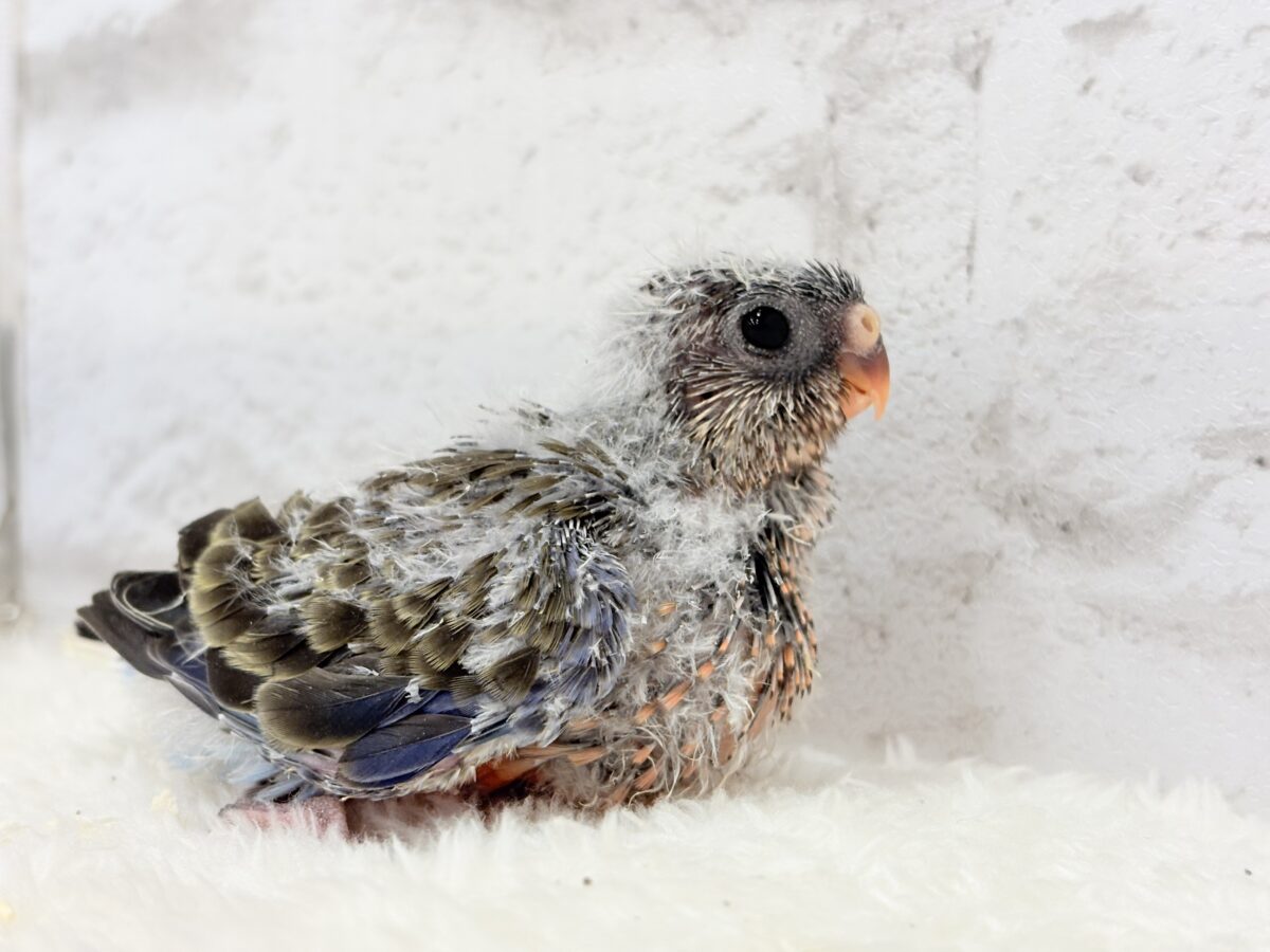 よーく見てね💖美しいのよ🐣✨アキクサインコ(ノーマル) ヒナ アキクサインコ(秋草インコ)