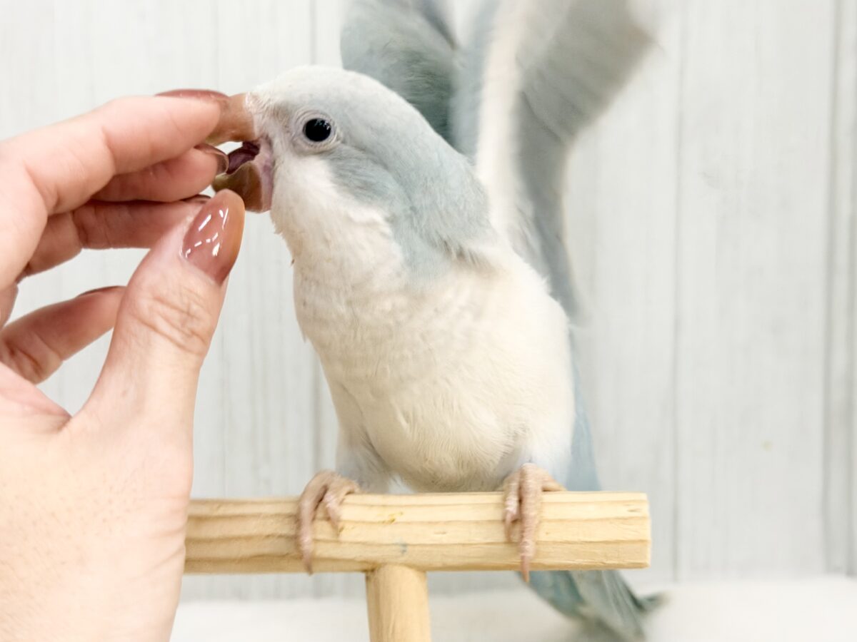 オキナインコ
