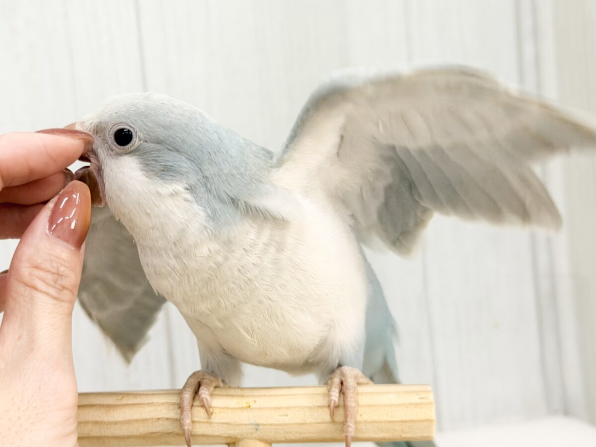 オキナインコ