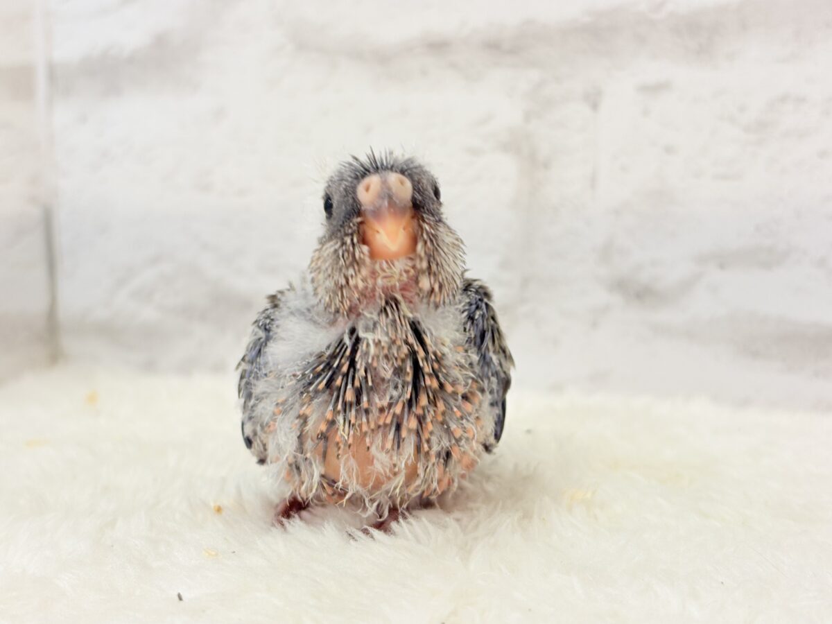 よーく見てね💖美しいのよ🐣✨アキクサインコ(ノーマル) ヒナ アキクサインコ(秋草インコ)