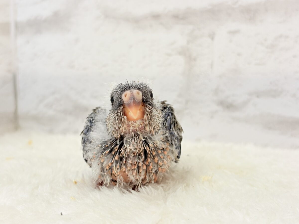 アキクサインコ（秋草インコ）