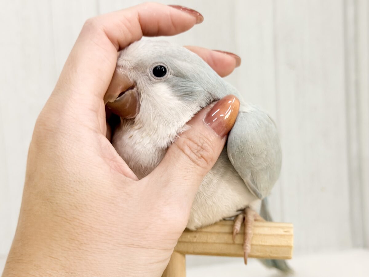 オキナインコ
