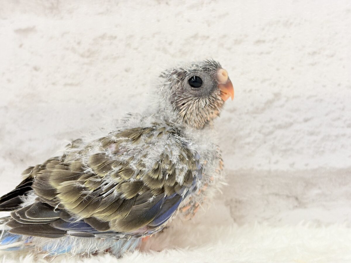よーく見てね💖美しいのよ🐣✨アキクサインコ(ノーマル) ヒナ アキクサインコ(秋草インコ)
