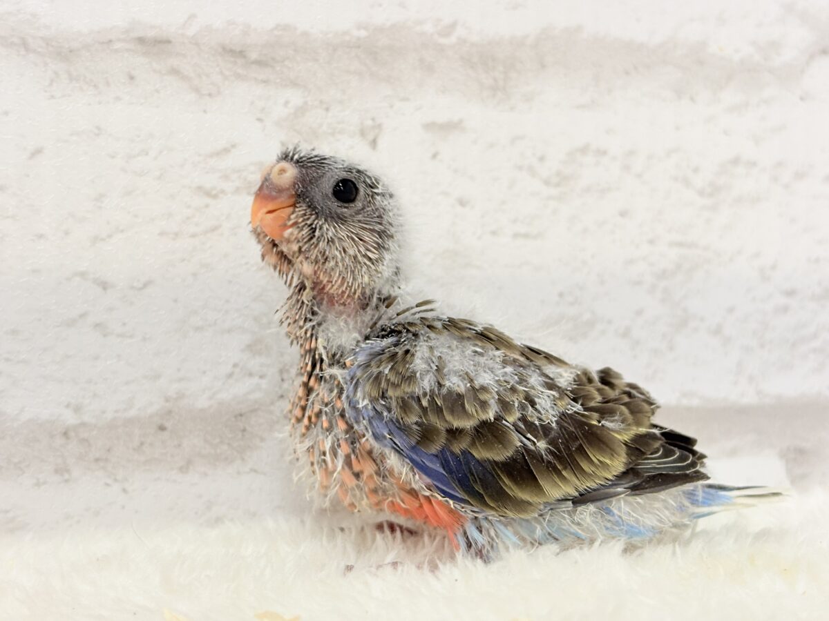 よーく見てね💖美しいのよ🐣✨アキクサインコ(ノーマル) ヒナ アキクサインコ(秋草インコ)