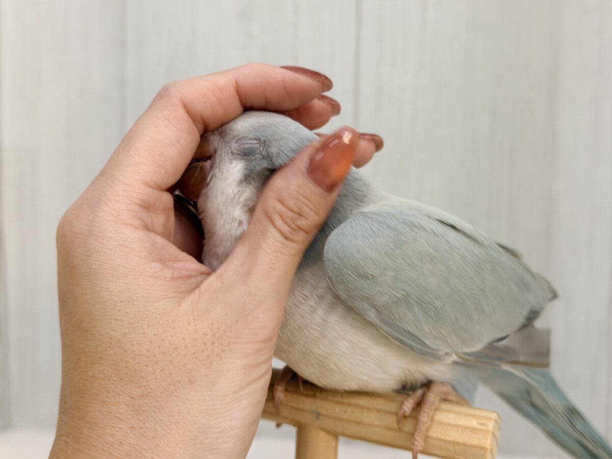 オキナインコ