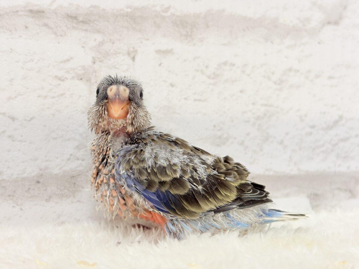 アキクサインコ（秋草インコ）