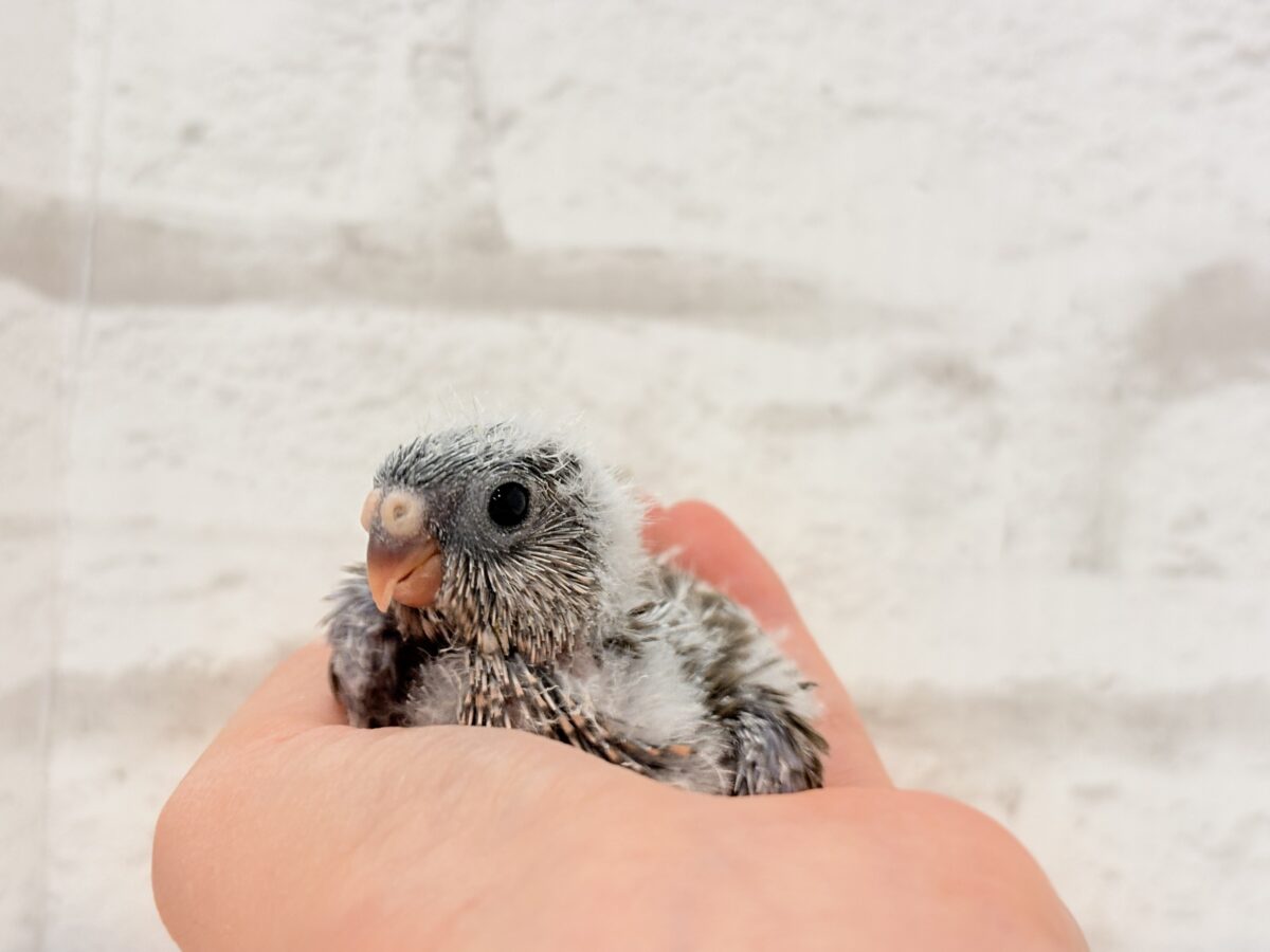 アキクサインコ（秋草インコ）
