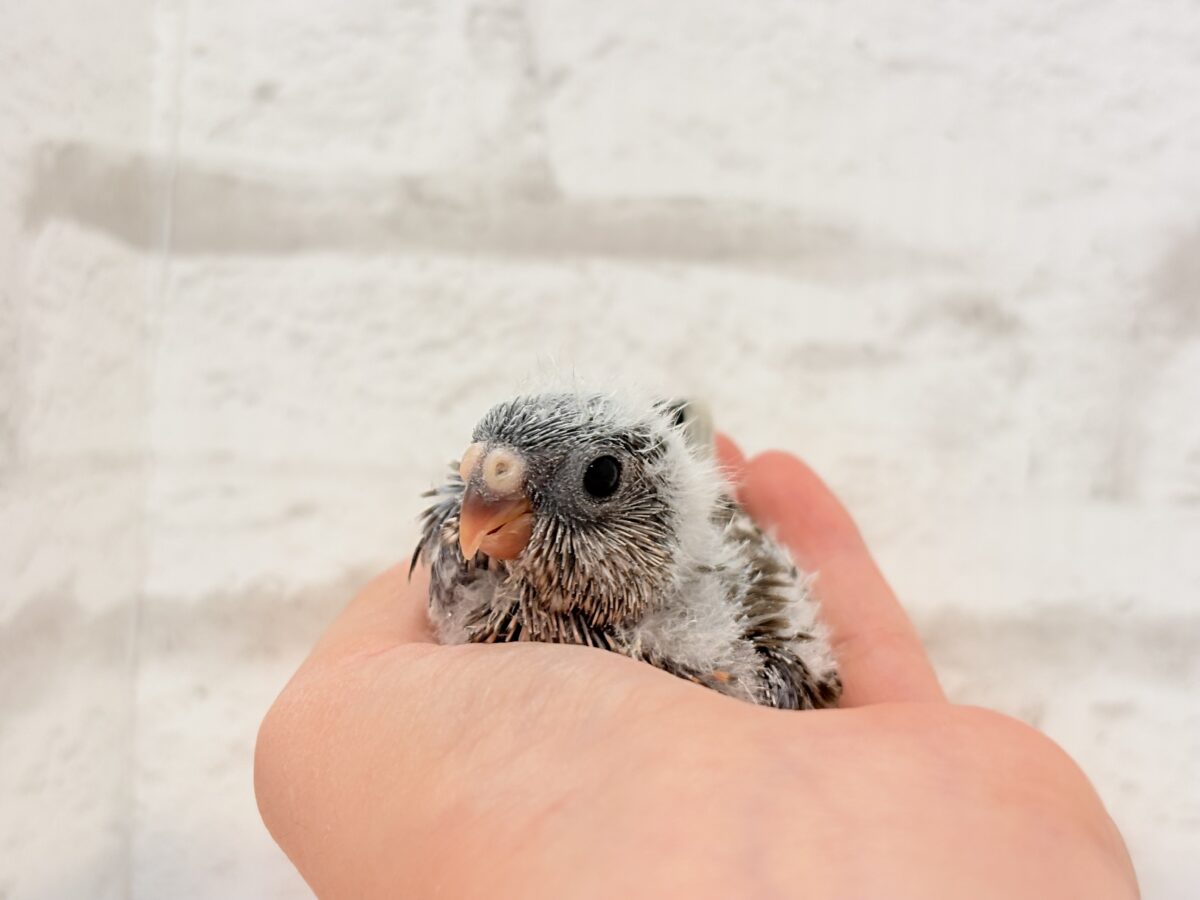 よーく見てね💖美しいのよ🐣✨アキクサインコ(ノーマル) ヒナ アキクサインコ(秋草インコ)