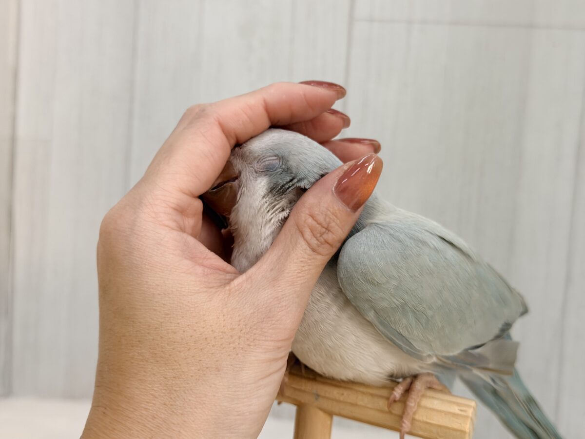 オキナインコ