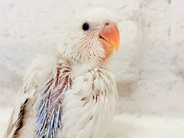 激レア✨ふんわり香る淡い水色🐣🫧コザクラインコ(パリドブルーバイオレット) ヒナ 激レア✨ふんわり香る淡い水色🐣🫧コザクラインコ(パリドブルーバイオレット) ヒナ