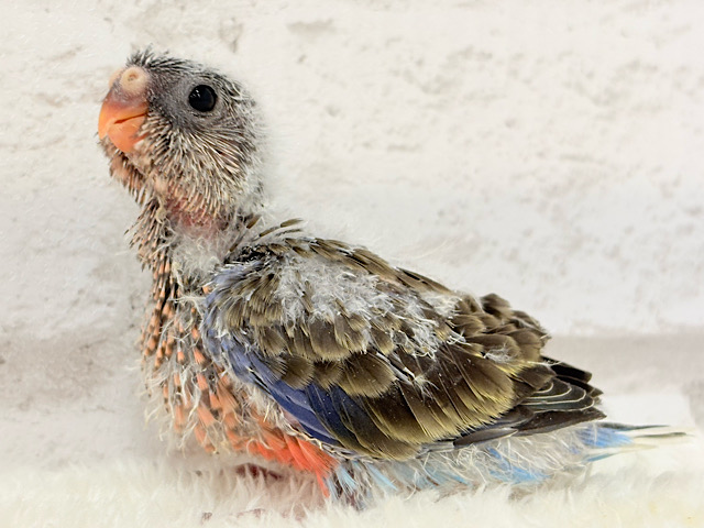 よーく見てね💖美しいのよ🐣✨アキクサインコ(ノーマル) ヒナ よーく見てね💖美しいのよ🐣✨アキクサインコ(ノーマル) ヒナ