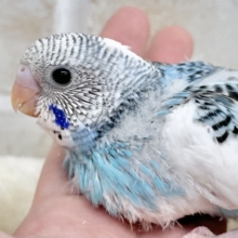 小さなブルーの妖精さん😍　セキセイインコ（ブルーパイド）
