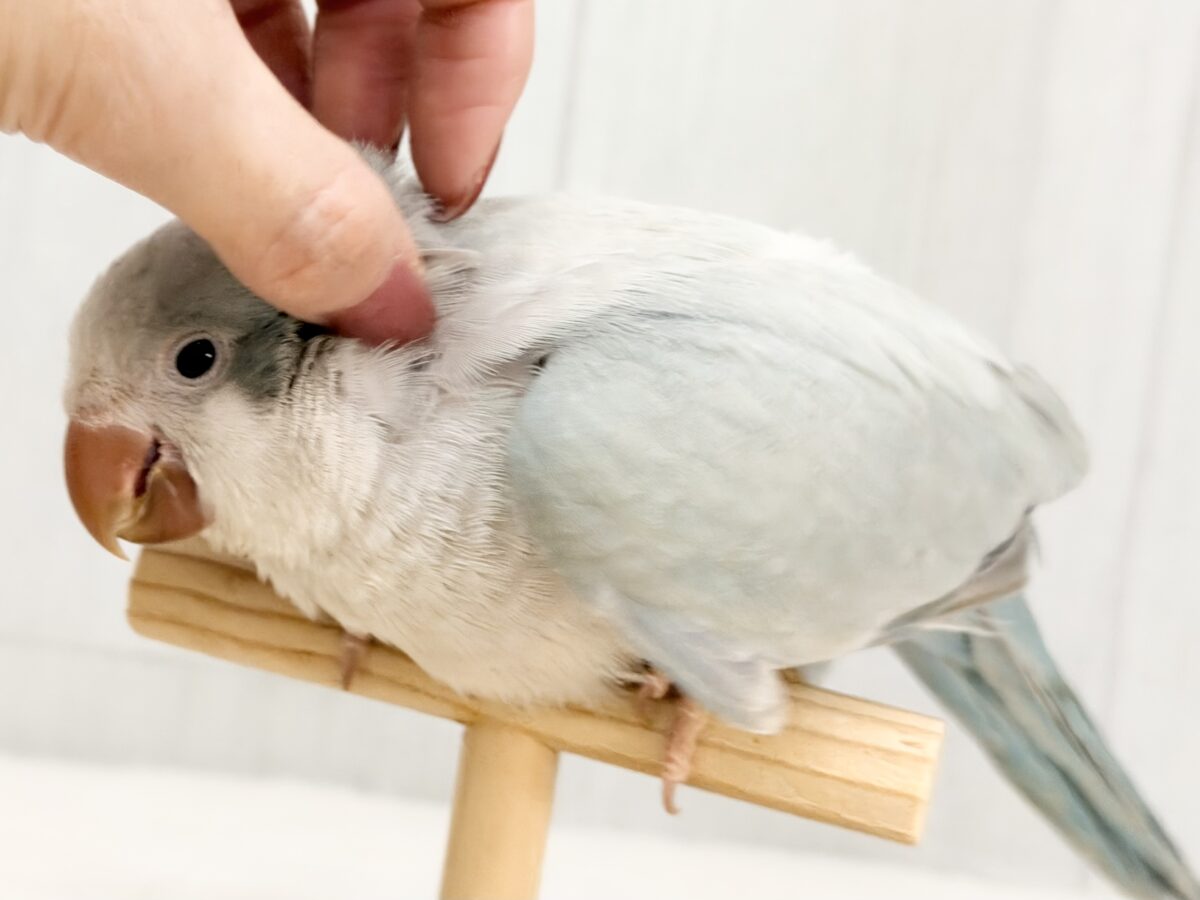 オキナインコ
