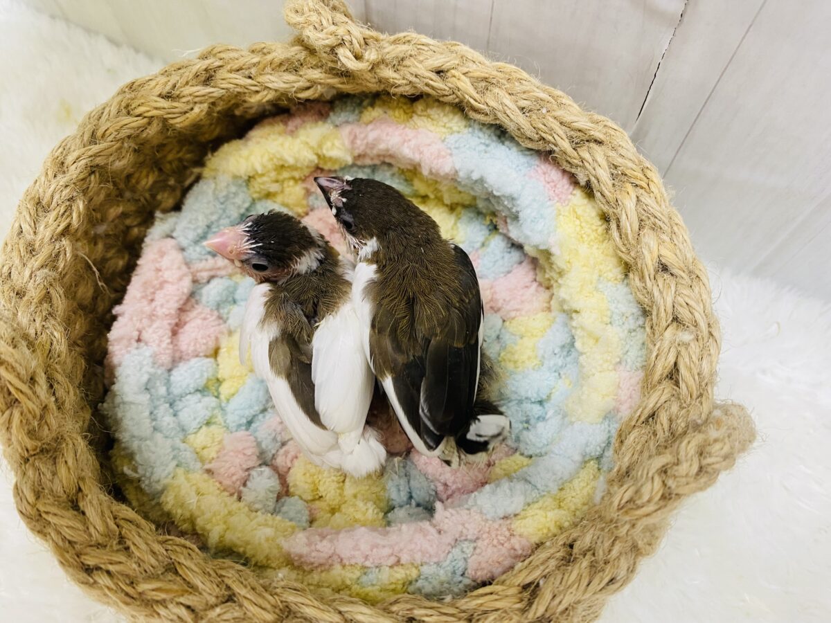 十姉妹（ジュウシマツ）