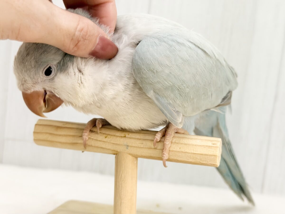 オキナインコ
