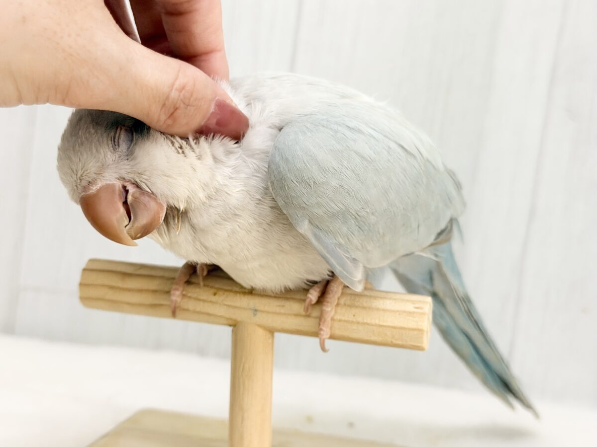 オキナインコ