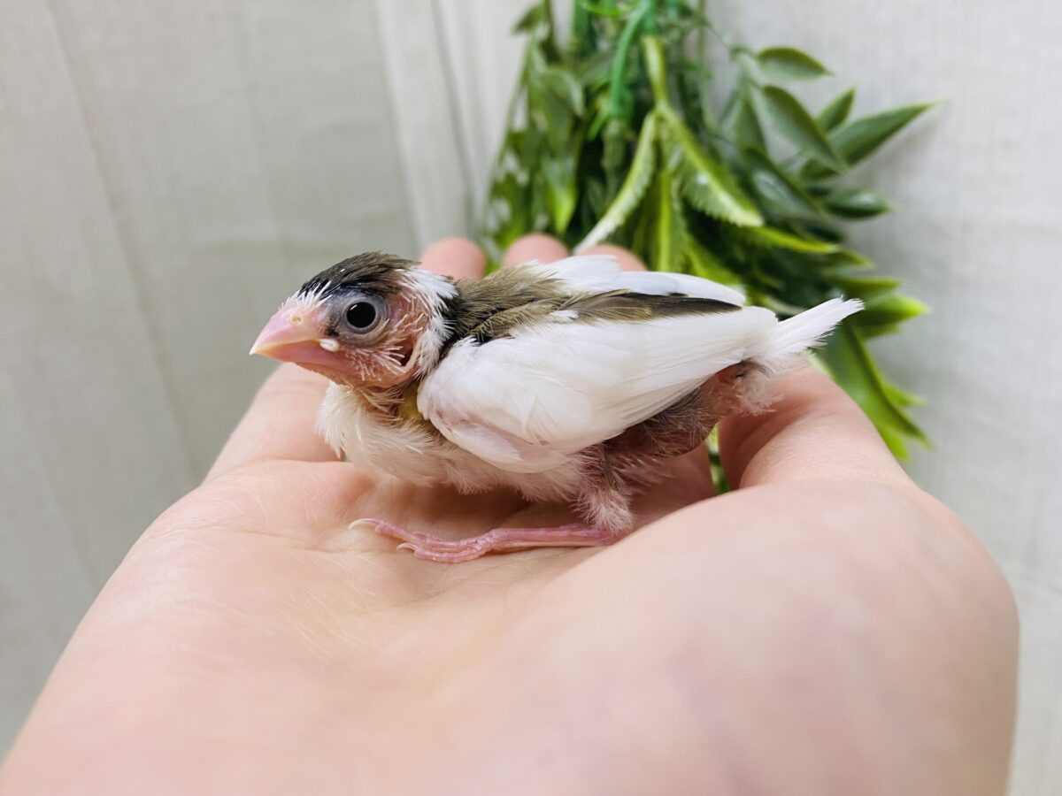 十姉妹（ジュウシマツ）