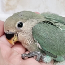 人気のブルーカラー💚💙🍒　コザクラインコ（ブルーチェリー）