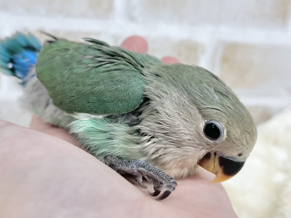 コザクラインコ（小桜インコ）