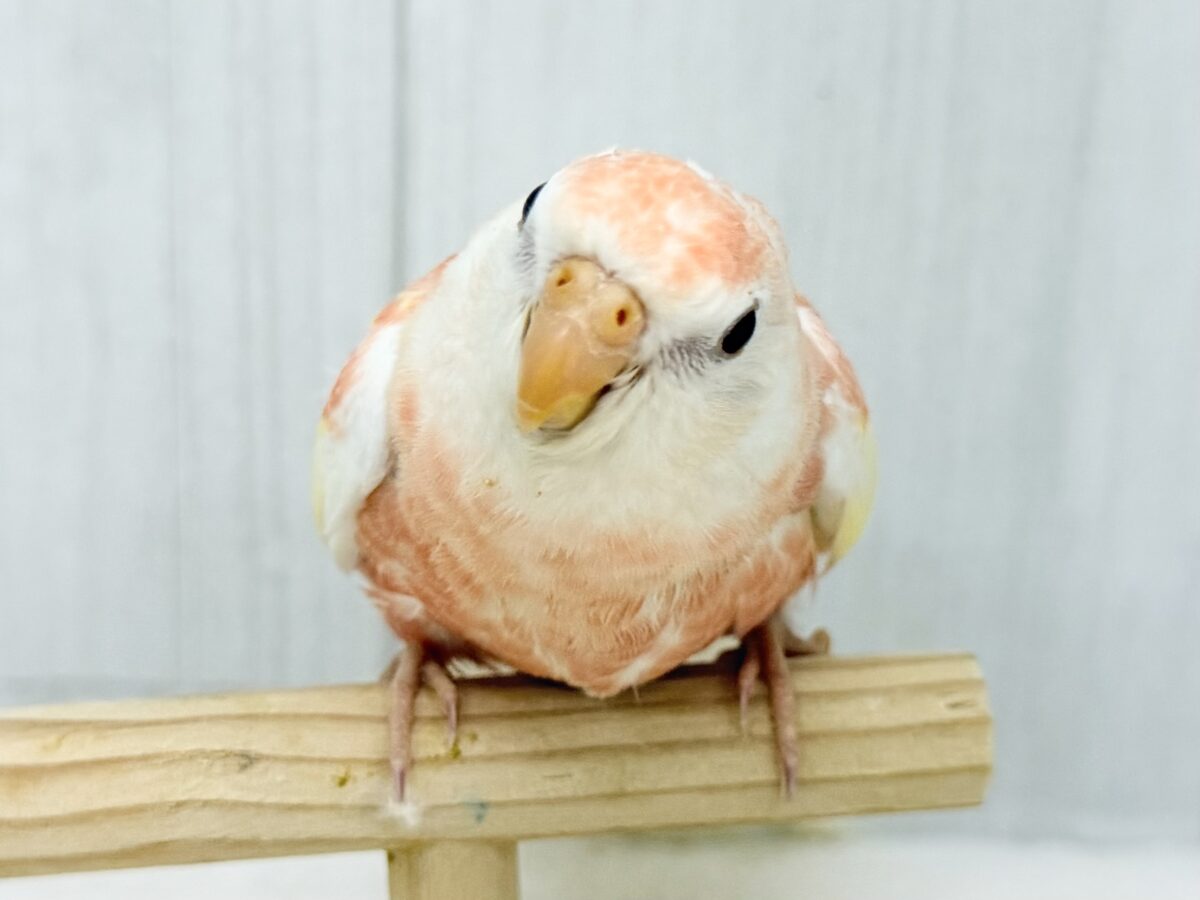肩に止まると睡魔がぁ〜｡｡｡スヤァ｡｡｡💤アキクサインコ(ルビノー)入荷しました❤️