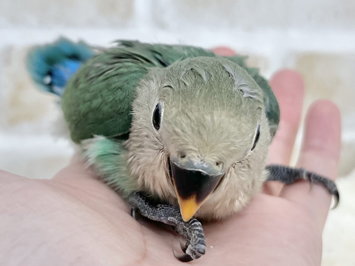 コザクラインコ（小桜インコ）