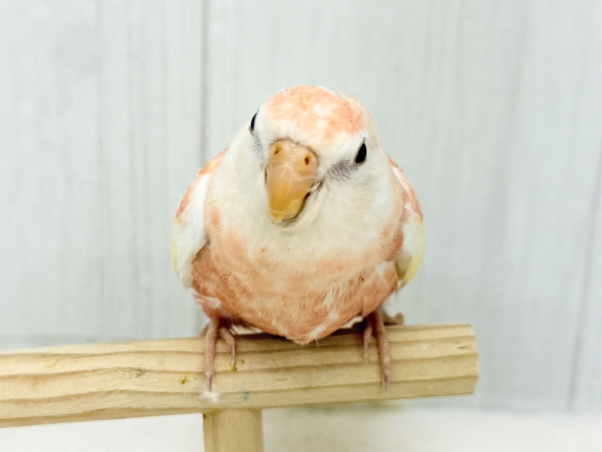 アキクサインコ（秋草インコ）