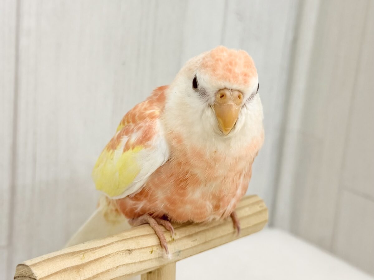 アキクサインコ（秋草インコ）