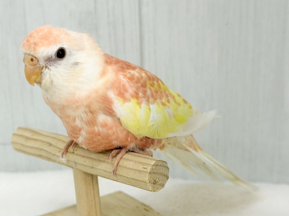 アキクサインコ（秋草インコ）