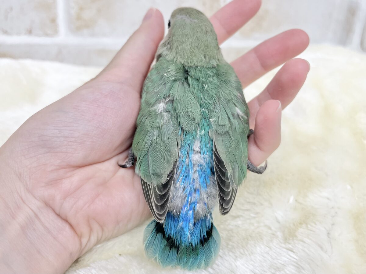 コザクラインコ（小桜インコ）