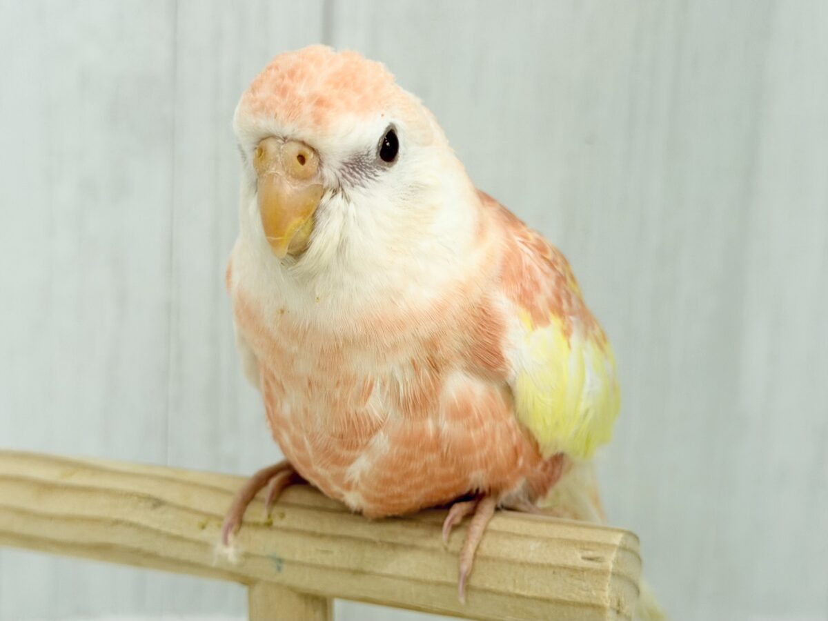 アキクサインコ（秋草インコ）