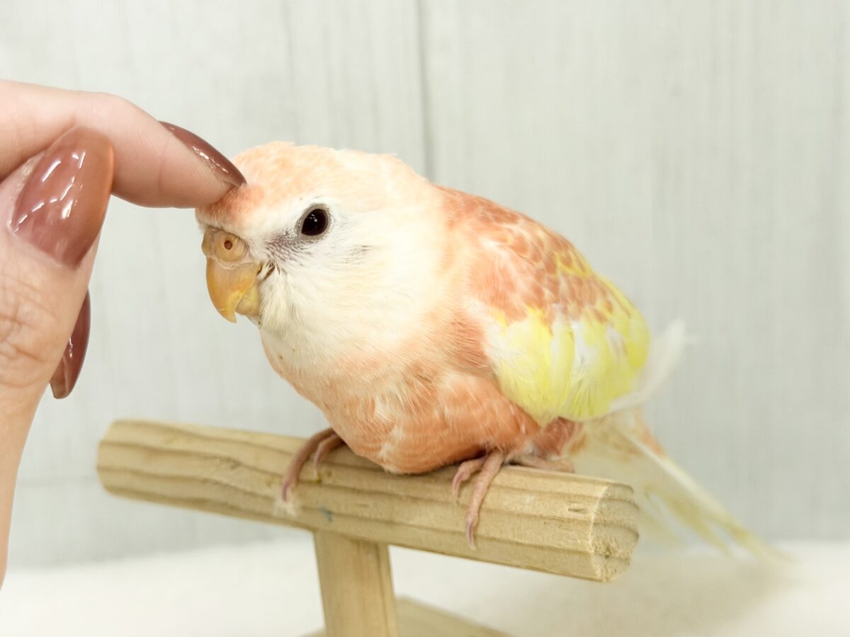 アキクサインコ（秋草インコ）