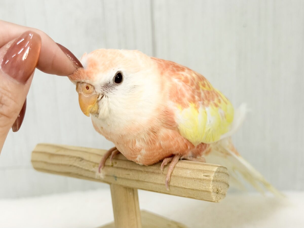 アキクサインコ（秋草インコ）