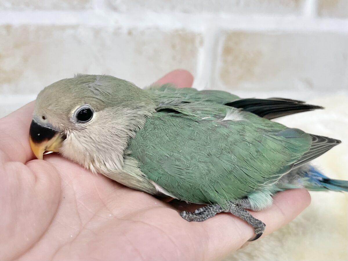 コザクラインコ（小桜インコ）